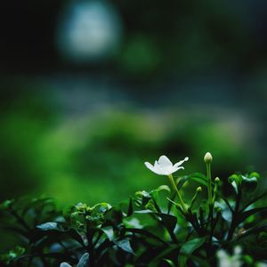 Close-up of white flowers blooming outdoors