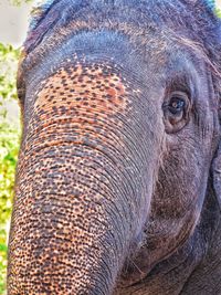 Close-up of elephant