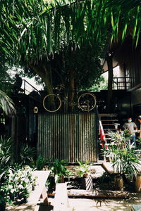 View of potted plants in yard of building