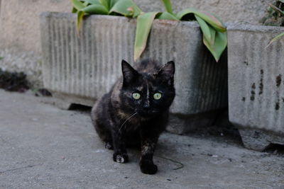 Portrait of black cat on plant outdoors
