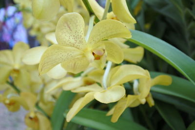 Close-up of yellow flowering plant