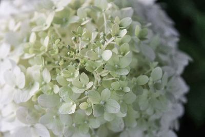 Full frame shot of flowers