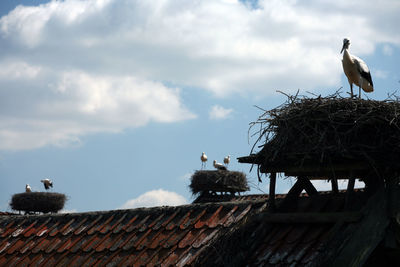 Birds perching on roof against sky