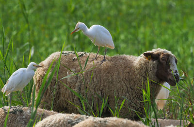 View of a bird on field