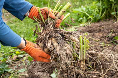 Hands hold dahlia tubers, just dug out of the ground for winter storage.