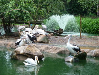 Ducks in a lake