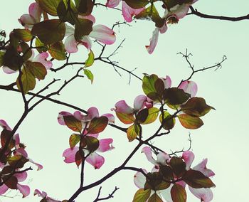 Low angle view of pink flowers blooming on tree