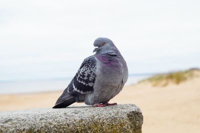 Close-up of pigeon perching on stone against sky at beach