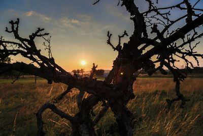 Bare trees on field at sunset