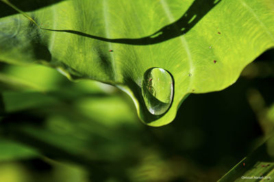 Close-up of dew drops on leaves