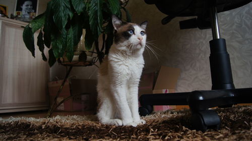 Portrait of cat sitting on potted plant at home