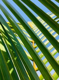 Low angle view of palm leaf