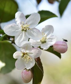 Close-up of fresh flowers on tree