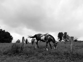 Horses grazing on grassy field against cloudy sky