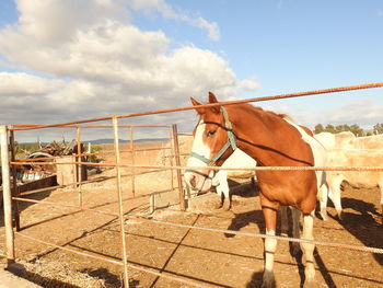 Horse standing in ranch against sky