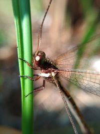 Close-up of dragonfly on plant