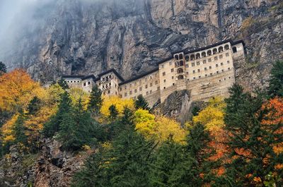 View of trees in forest