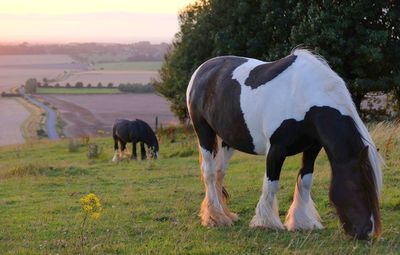 Horses grazing in a field