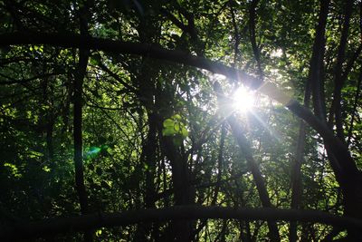 Low angle view of trees in forest