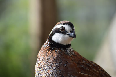 Close-up portrait of bird