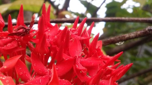 Close-up of wet red flowering plant