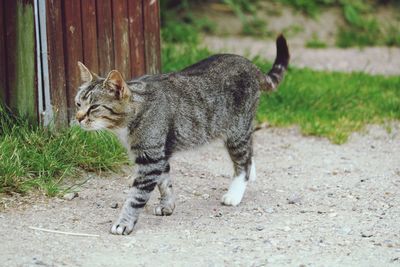 Side view of tabby cat