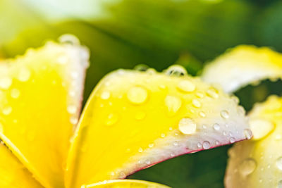 Close-up of wet yellow flower