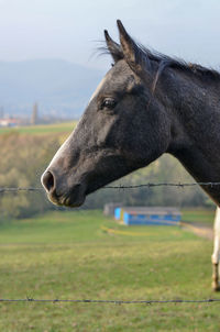 Close-up of horse on field