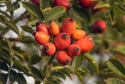 Close-up of  rosehips on plant