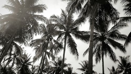 Low angle view of palm trees