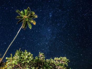 Low angle view of palm tree against sky at night