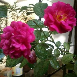 Close-up of pink rose blooming