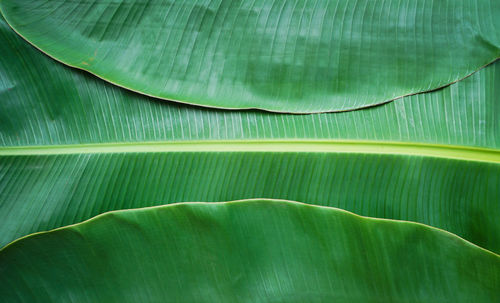 Full frame shot of green leaves