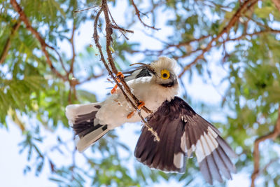 Low angle view of eagle perching on tree