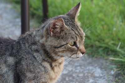 Close-up of a cat looking away