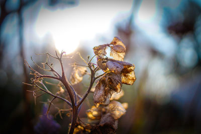 Close-up of flower plant against sky