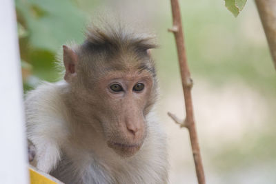 Close-up of monkey