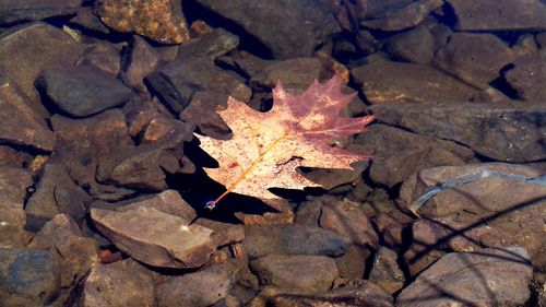 Full frame shot of autumn leaves