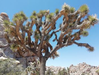 Low angle view of cactus plant against clear blue sky