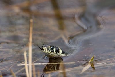 Snake in water