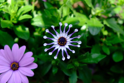 Close-up of purple flower