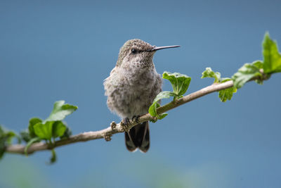 Low angle view of bird perching on tree against clear sky