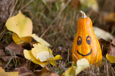 Close-up of yellow pumpkin on field