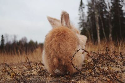 Close-up of sheep standing on field against sky