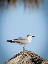 Seagull perching on tree