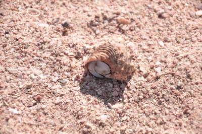 High angle view of shell on sand