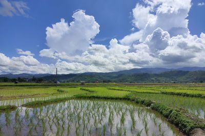 Scenic view of agricultural field against sky