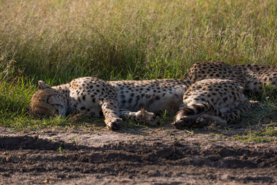 View of a cheetah in the ground