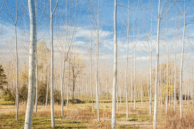 Bare trees in rural landscape