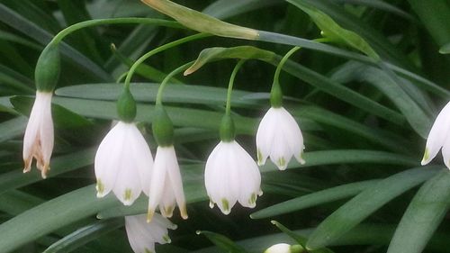 Close-up of flowers blooming outdoors